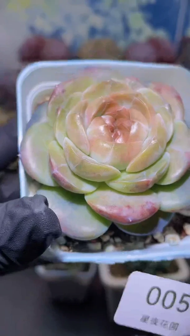 【闪购商品】005苏黎世