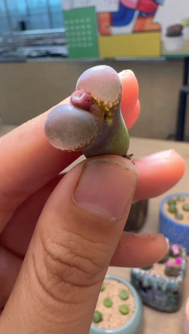 5-27多肉植物肉锥