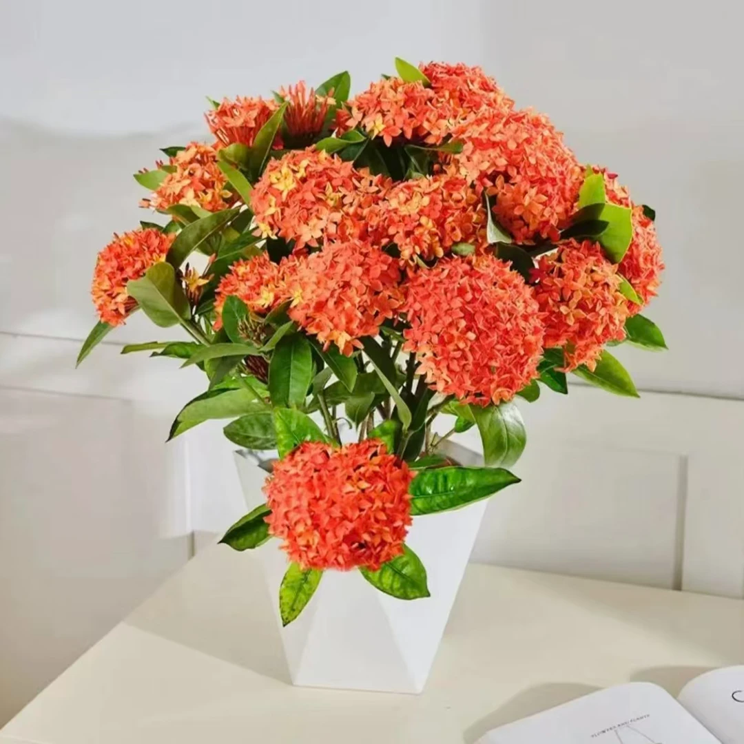 【精品小叶红龙船花】满带花苞绿植盆栽室内室外阳台好养活