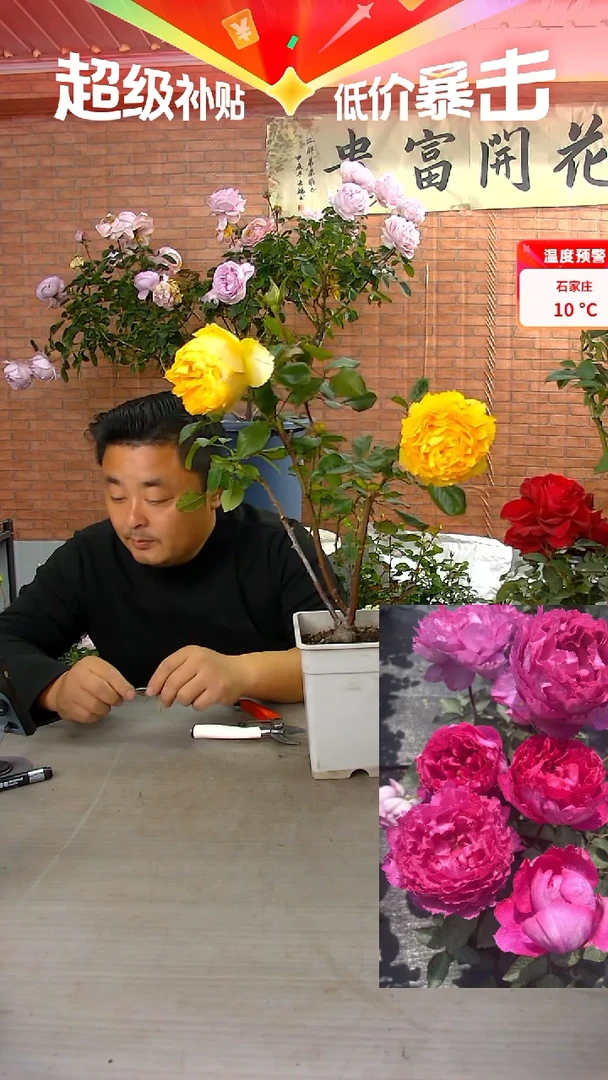 当前无花朵，栽培后可花朵阳光笑容