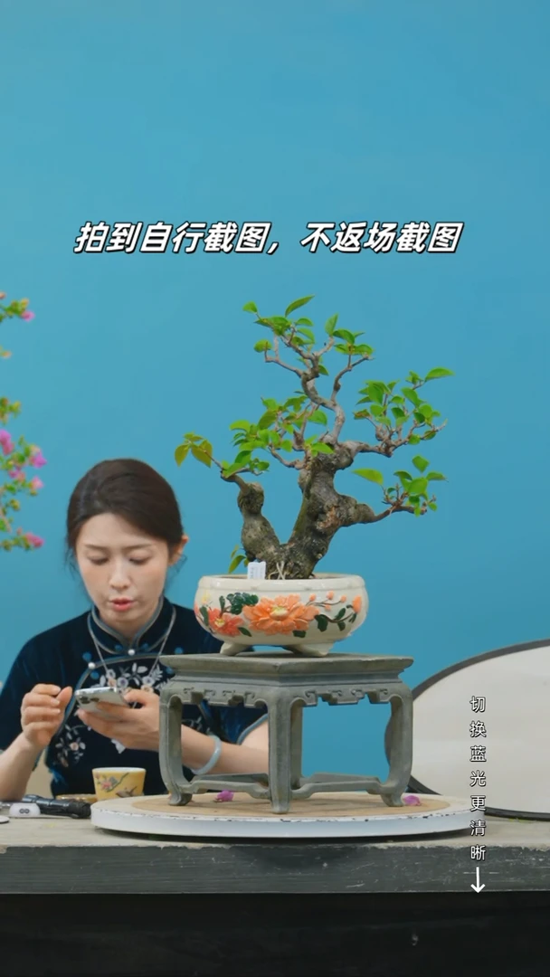 无花朵卯****鬼三角梅造型盆景同安红