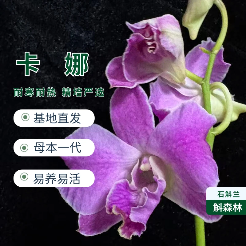 【精品苗】卡娜石斛兰 粉缎褶皱瓣 窗台灵感盆栽