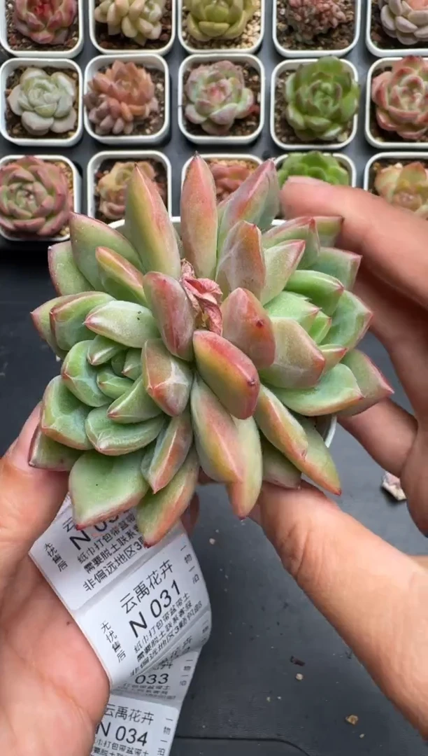 027N当天拍3颗包柚 带盆土纸巾打包 云禹花卉 珍妮多肉植物