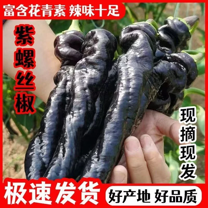 6【全店满6包包邮】紫螺丝椒种子
