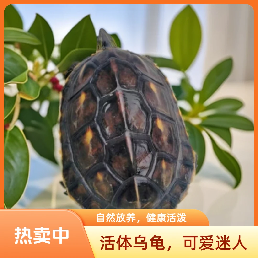 食用龟  外塘放养台草花龟（能吃能养）3-4斤  包活到手