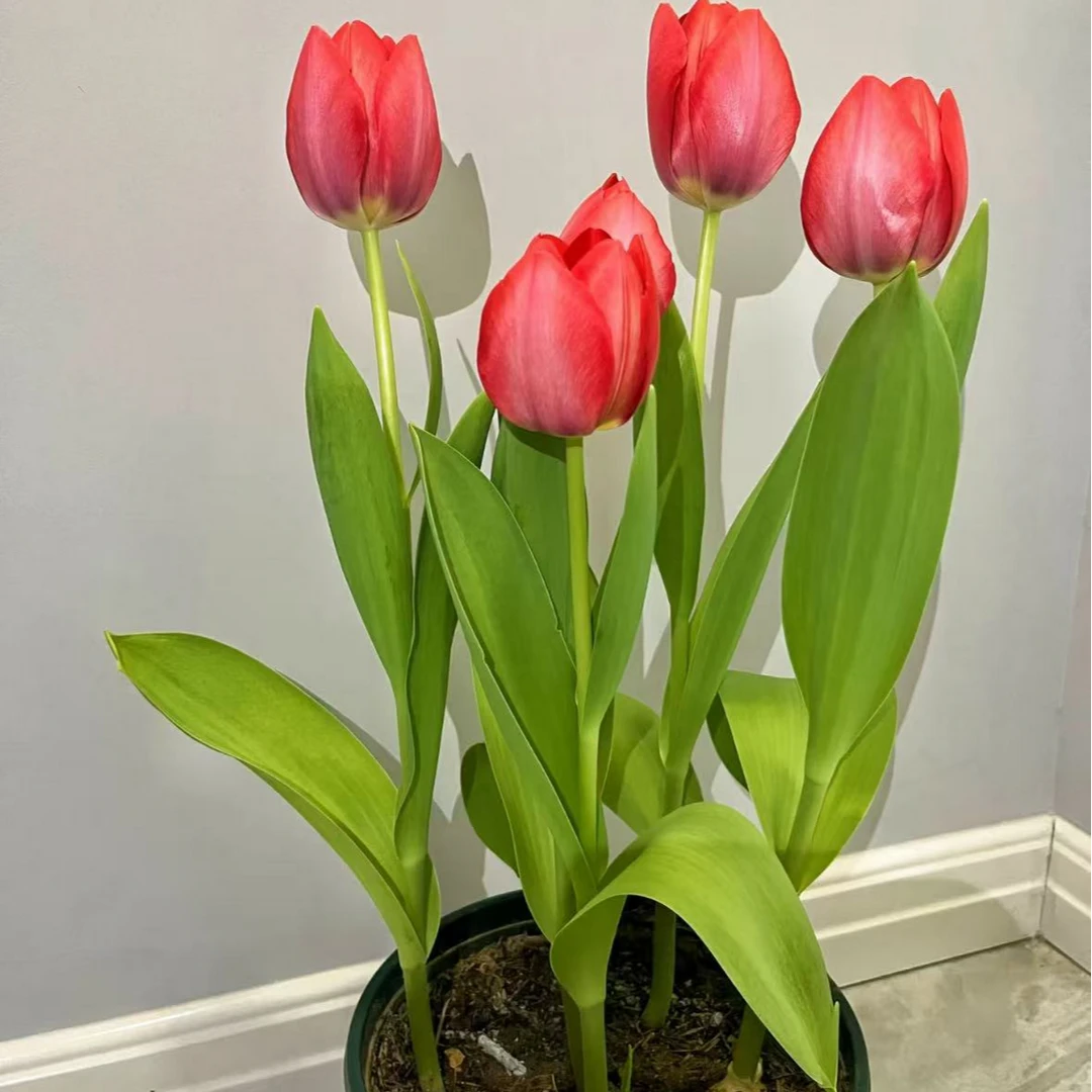 【迎霄佳业】进口土培郁金香夜皇后大花葱风信子洋水仙朱顶红套装