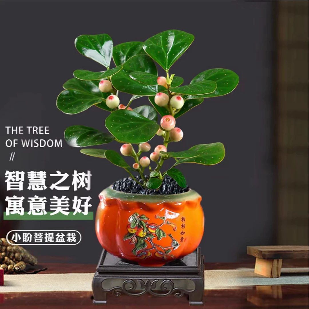 小盼菩提迎客松挂果树柿柿如意盆栽室内中式国风盆景好养花卉绿植