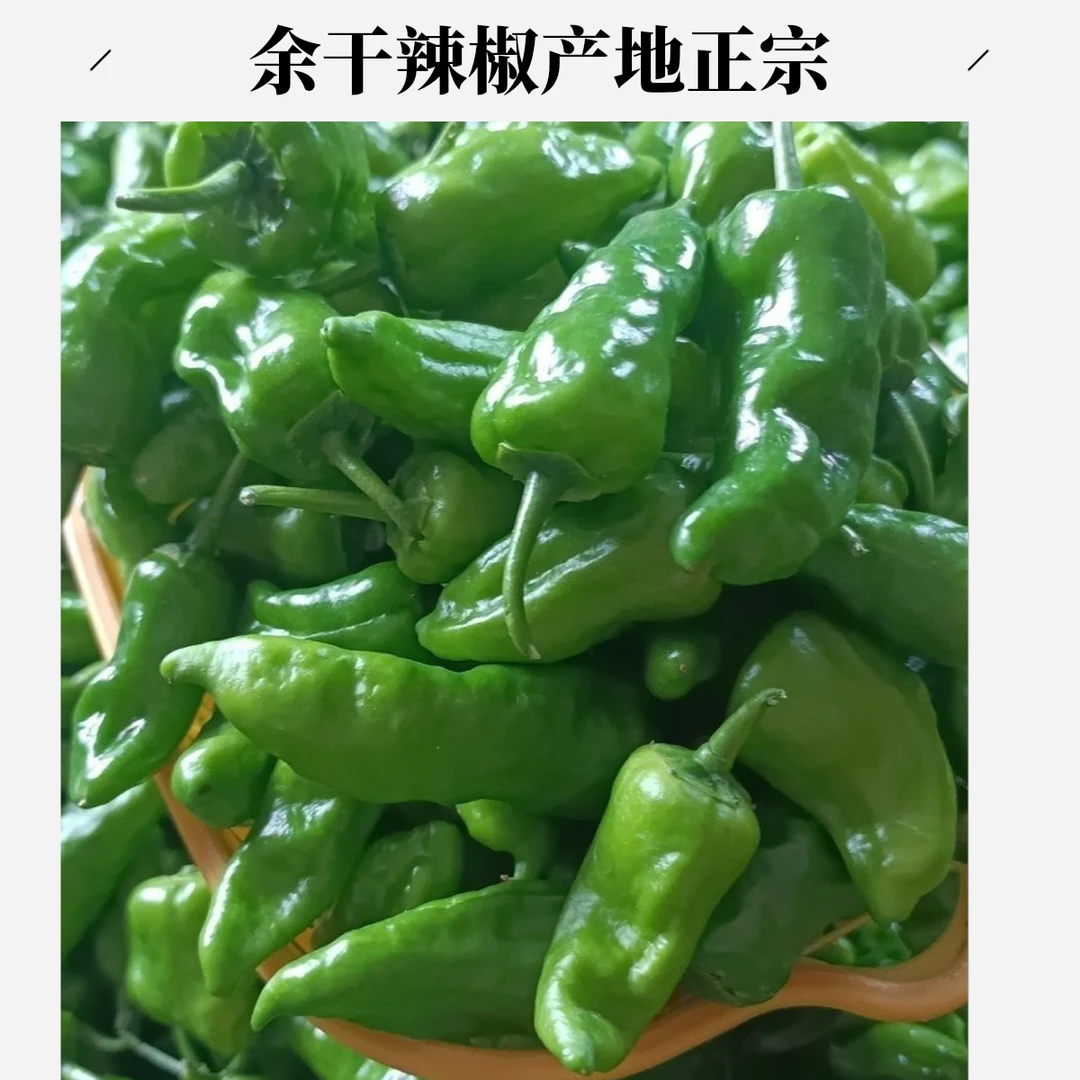 正宗余干辣椒爆辣特辣现摘农家余干枫树辣椒薄皮子弹头小青椒包邮