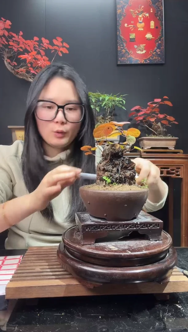 完全开放黄栌000