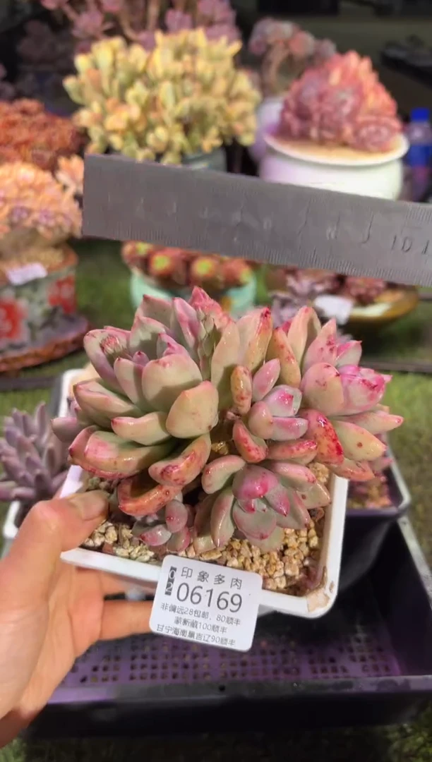 【闪购商品】06169