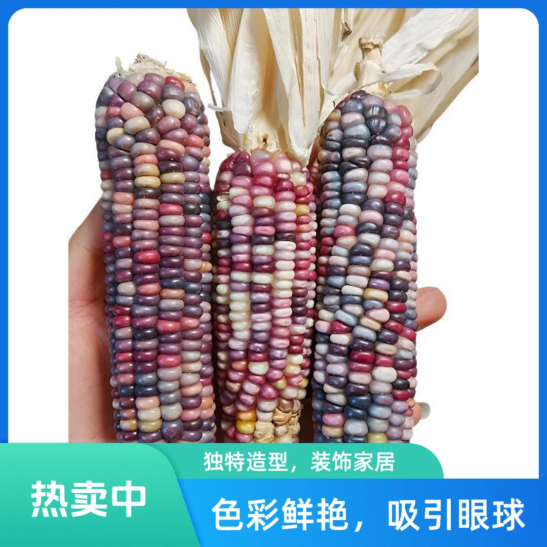 七彩玉米手把件文玩轻奢手工艺品一物一图一物一拍手把件挂件毛料