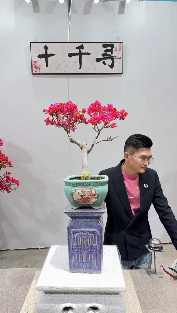 完全开放四季红三角梅