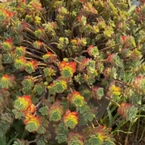 薄化妆 好种好养 新手必拍 云南发货瑕疵不售后