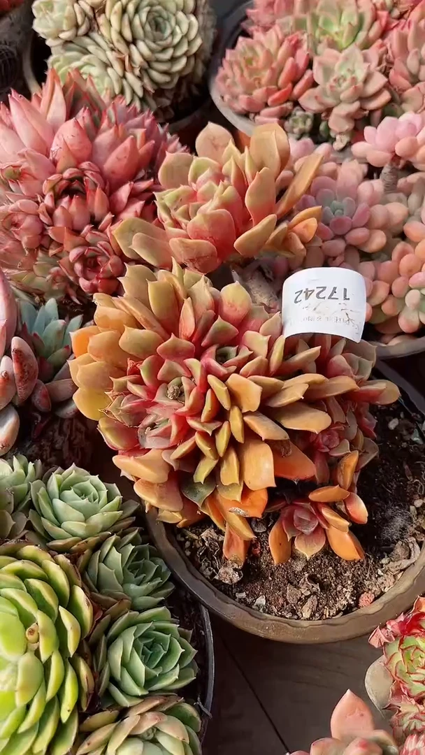 【闪购商品】17242