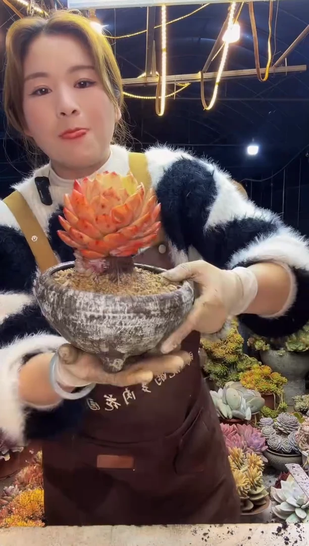 【闪购商品】状态橙梦露一物一拍1号（包邮）