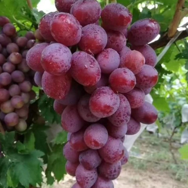 新疆吐鲁番新郁葡萄苗直发包邮1年苗新疆直发