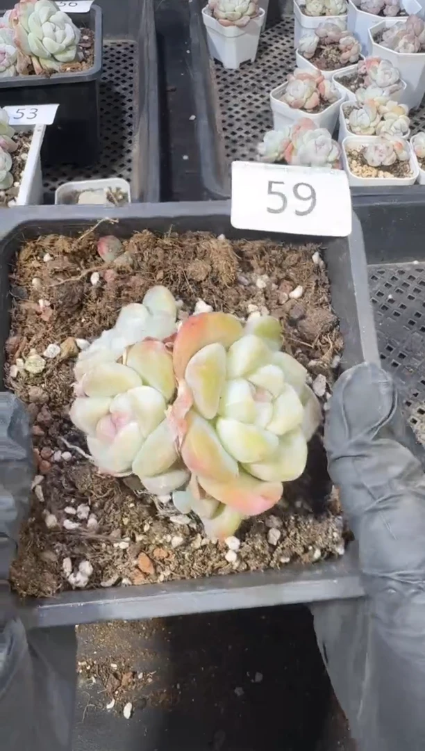 【闪购商品】59号到手1棵--江北多肉