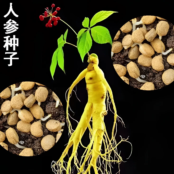 【人参种子】家庭阳台小院四季种植盆栽地栽易种易活