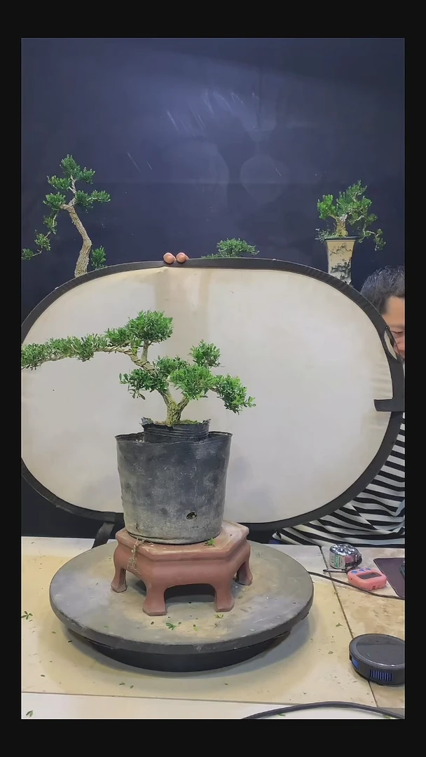 完全开放Q*文111111