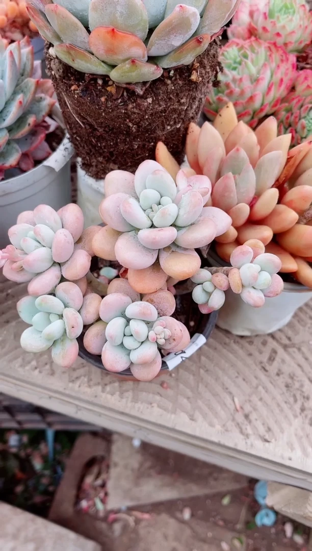 【闪购商品】07470