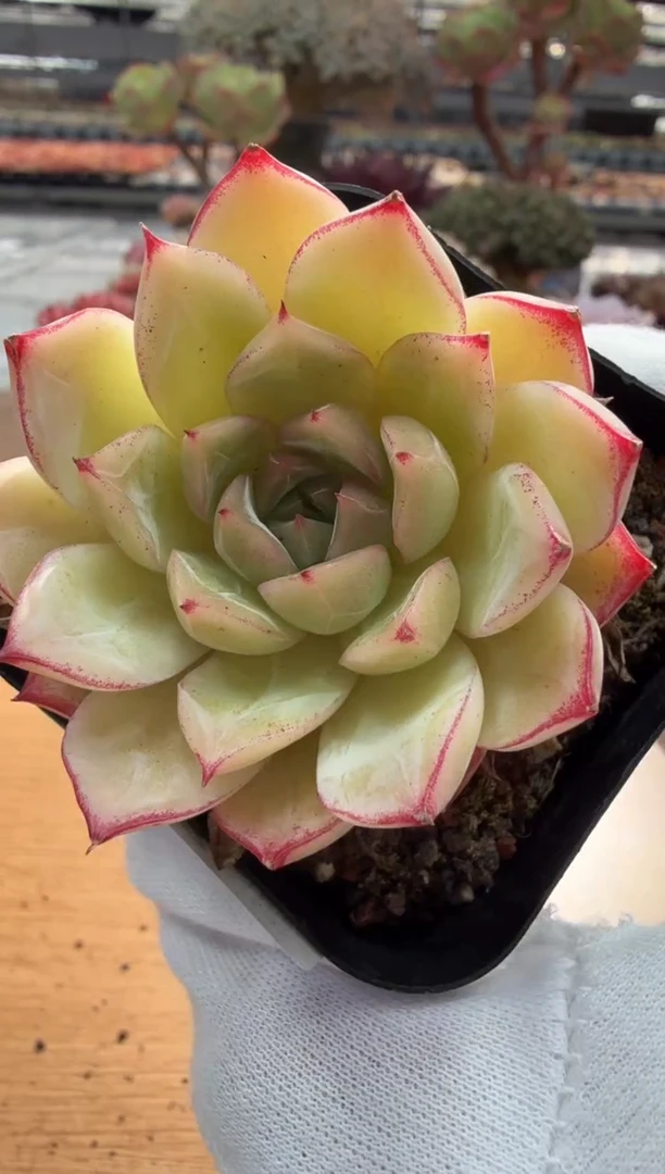 东云多肉园二店-113