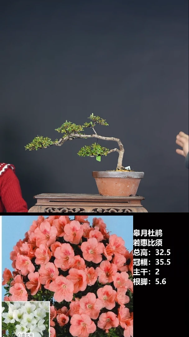 无花朵用****8若惠比须-G7565