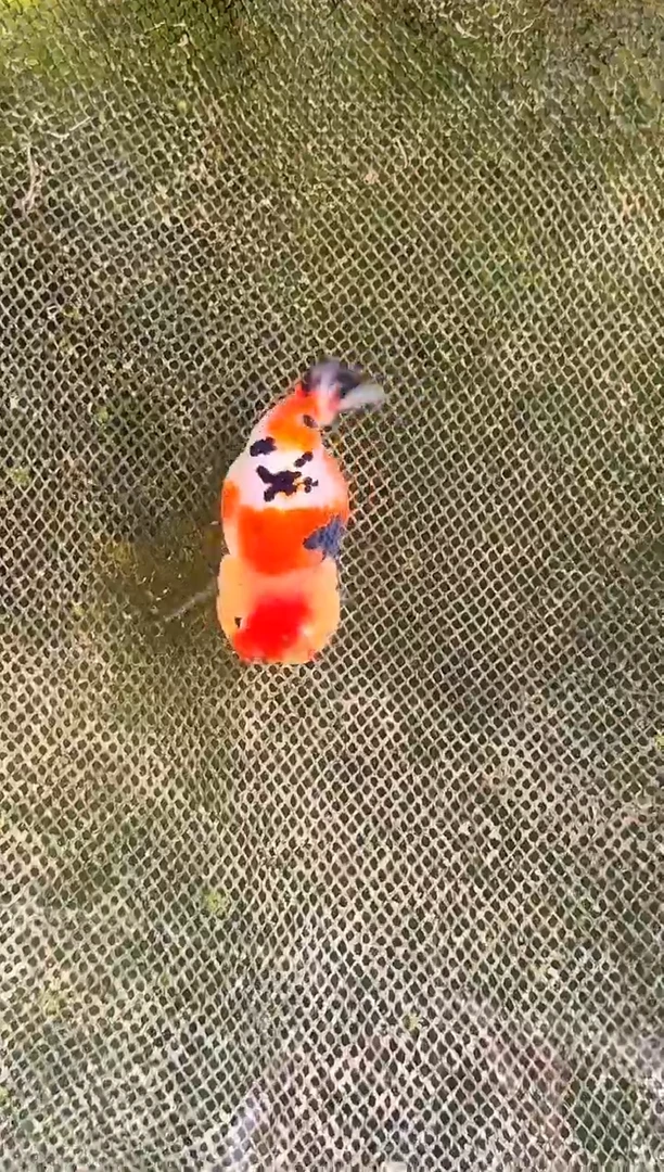 金鱼抖**湖水娃娃渔场兰寿金鱼 观赏鱼 不包邮