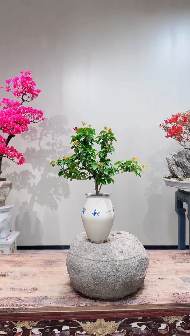 【闪购商品】盆景重瓣黄