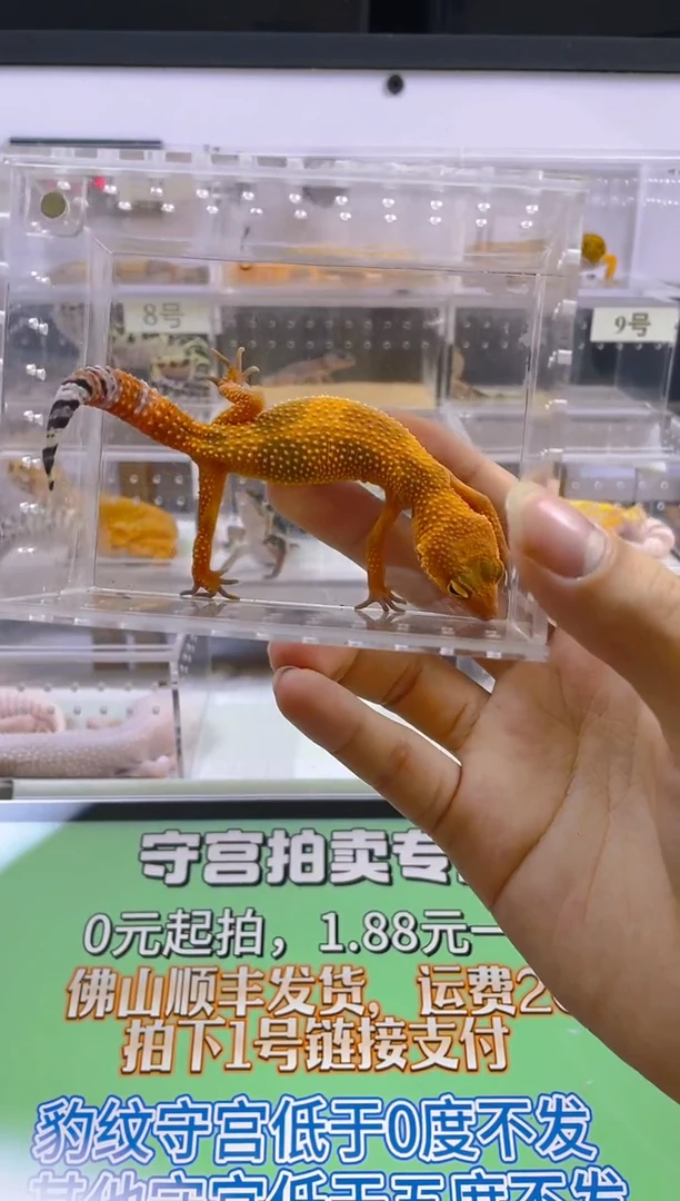 豹纹守宫豹纹守宫肥尾遛弯尾苗子亚成成体