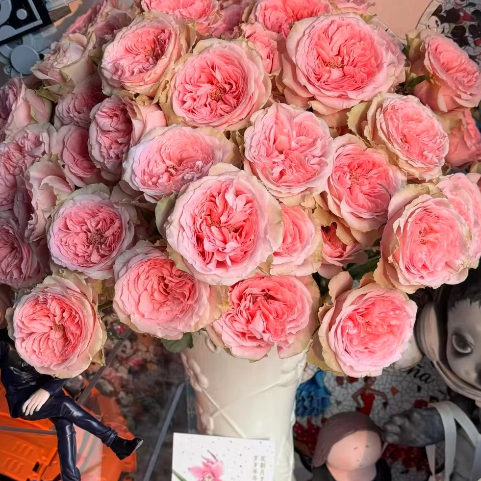 【一品花集】【花仙子】多头玫瑰 超稀有（注意：带包装醒花哦~）