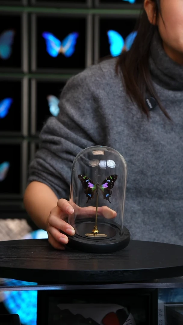 玫瑰青凤蝶小号玻璃罩