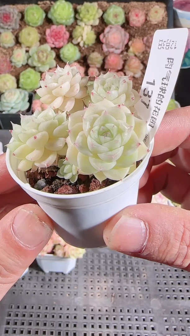 1203-137多肉群生不包整