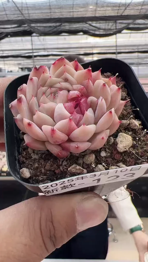 【闪购商品】新款多肉-123