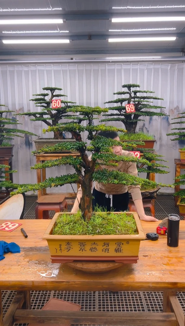 【闪购商品】紫砂精品盆景直播间一物一拍