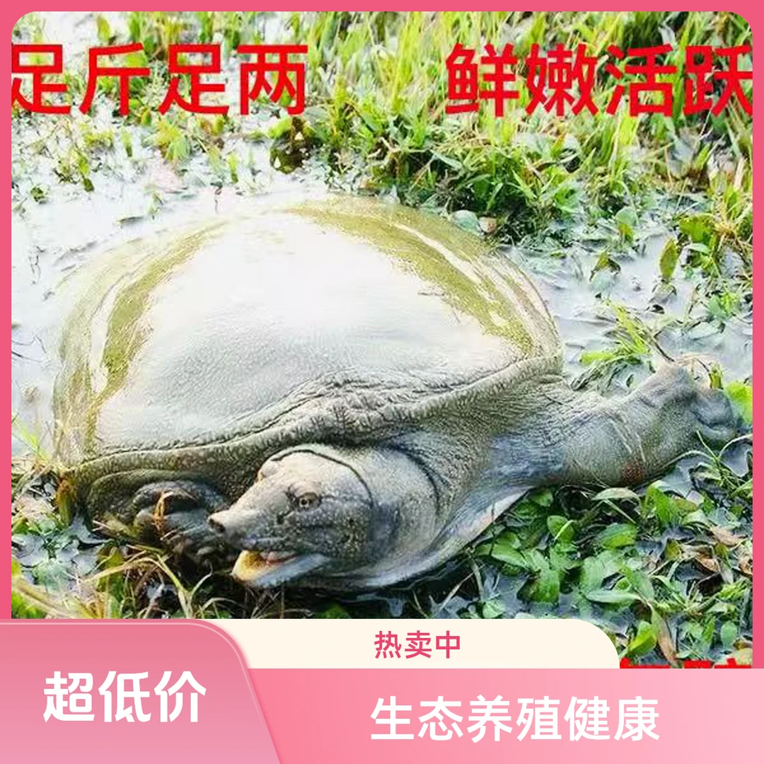 2斤大甲鱼外塘冷水中华鳖甲鱼苗生态养殖甲鱼苗批发鱼苗出售直发