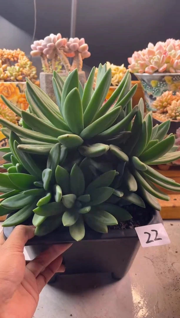 10.27-22海洋之歌1111111