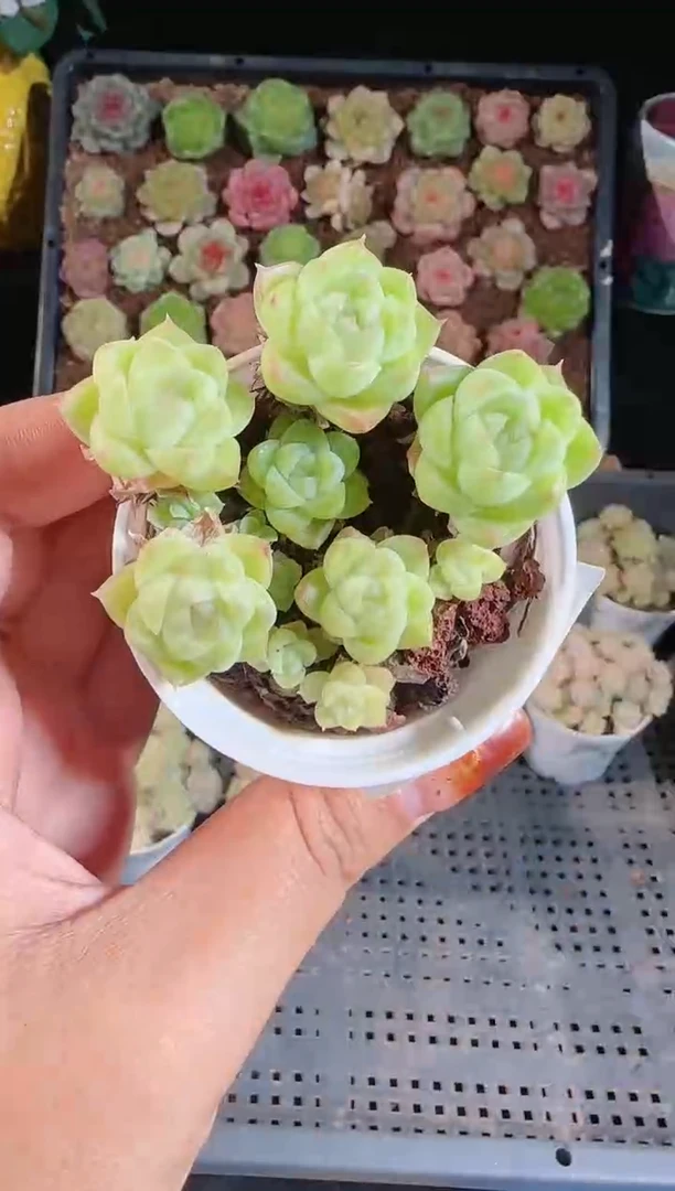 1108-356麦秆群不包整