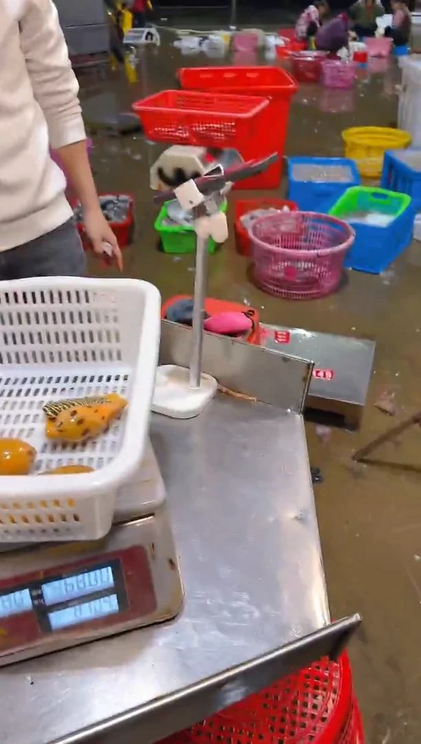 中国大陆星*8龙虾111111111