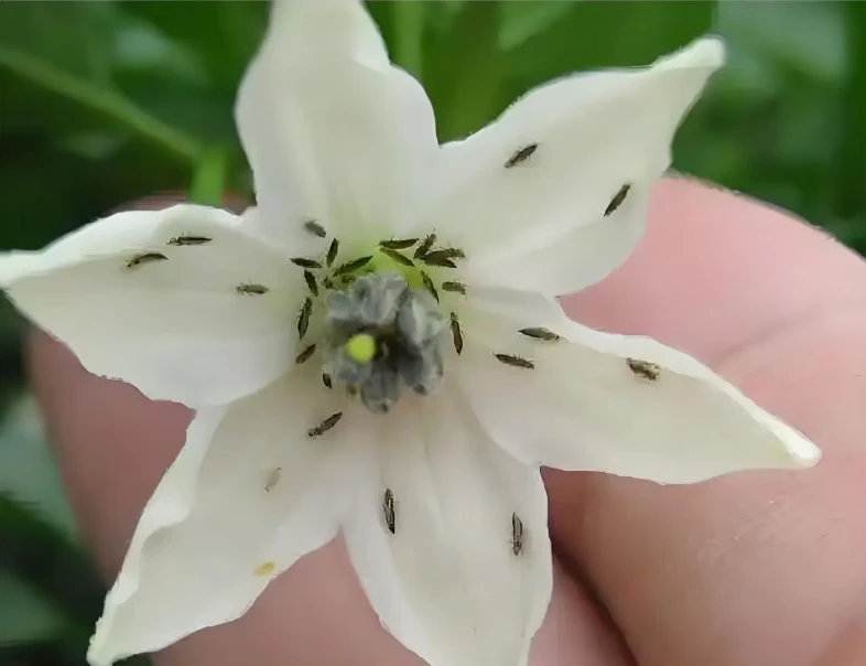 抗性蓟蓟助剂叶面肥（西葫芦禁用）