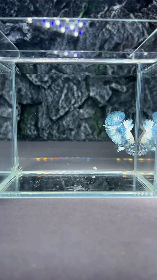 斗鱼竞拍链接A012