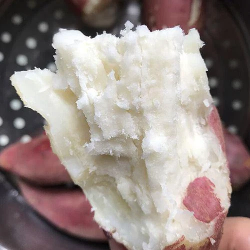 农家自种白心红薯干粉甜糯沙地种植板栗薯红皮新鲜地瓜番薯
