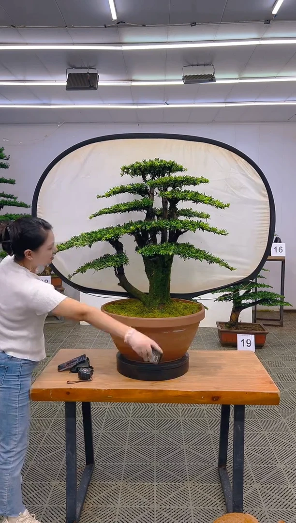 无花朵一物一拍一物一拍