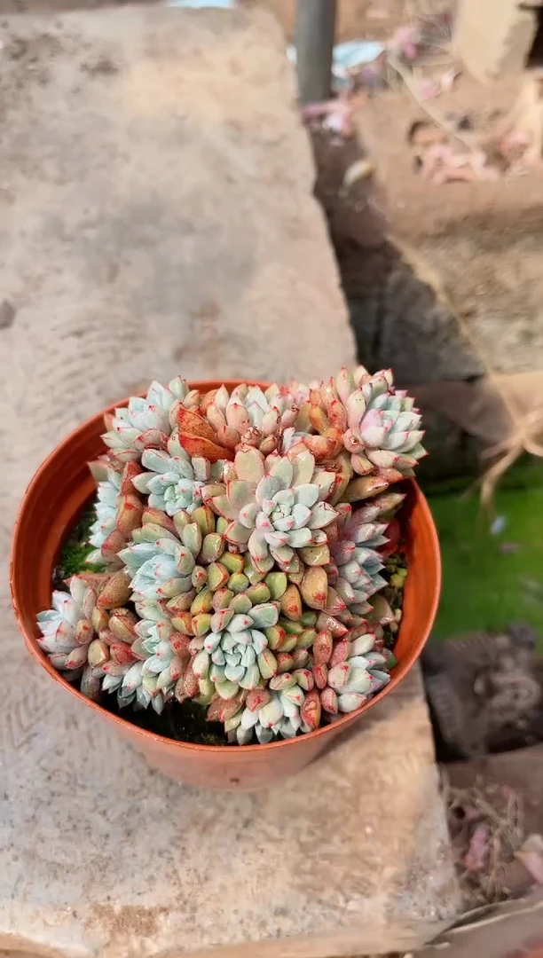 【闪购商品】09289