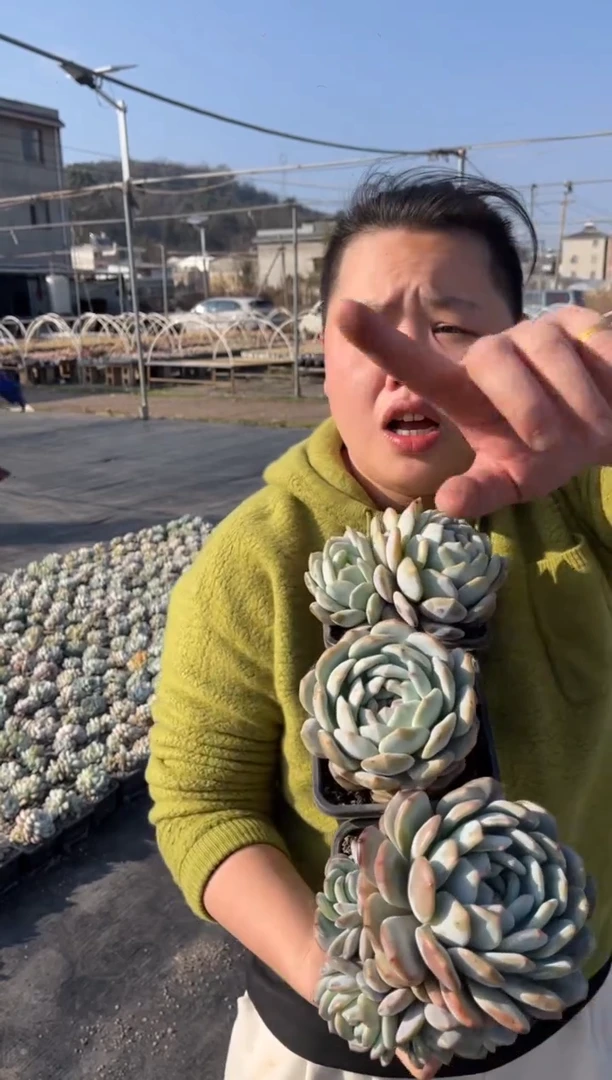 【闪购商品】1-四头梦露加1单1双9.99