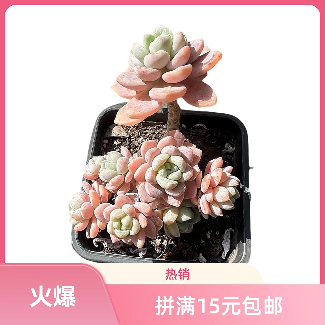 露凝香(拼满10元包邮)多肉植物阳台露台办公室绿植植新手好养好活