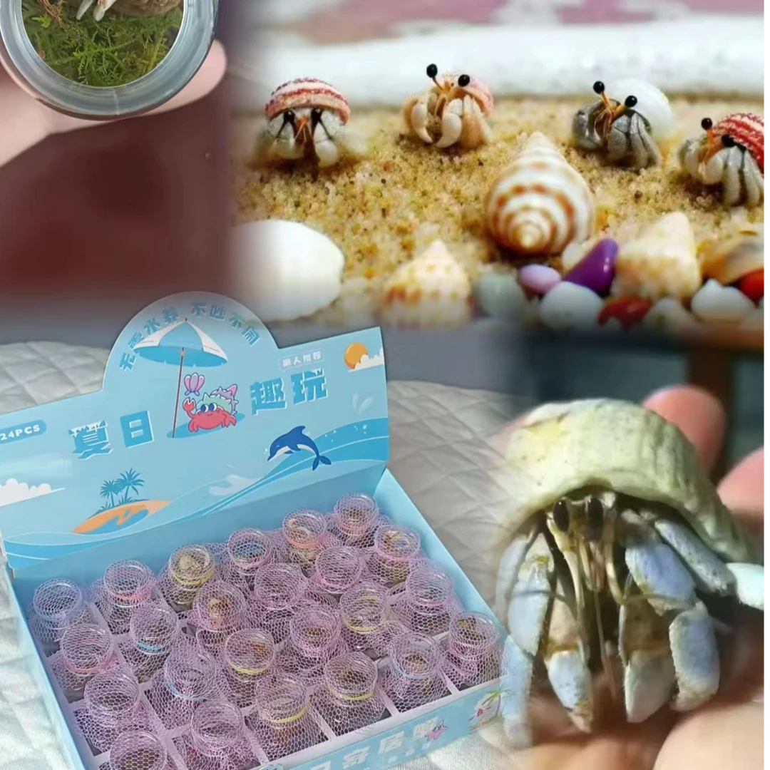 B-091迷你小蟹寄居蟹中小学生周边玩具