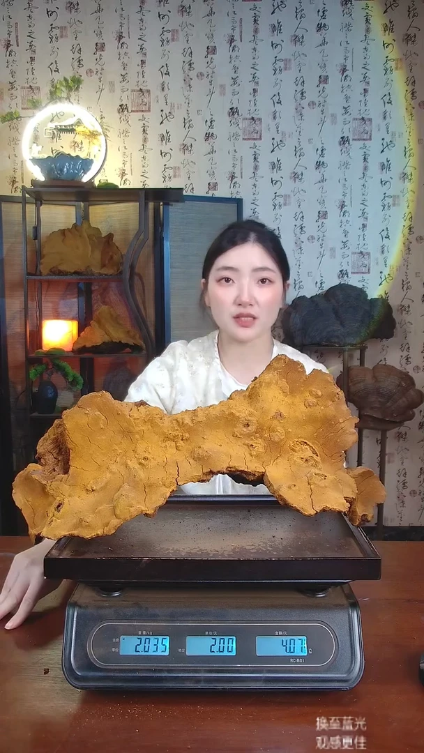 松针层孔菌中国大陆【藏区 野生】松树桑黄（4.07斤）50-60年份