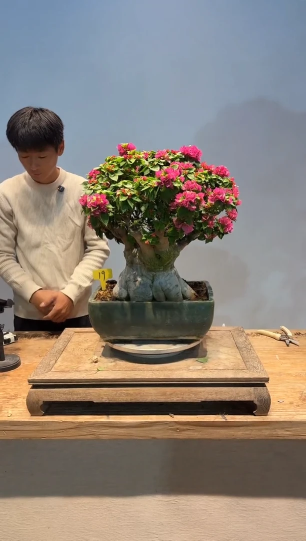 全部花朵楷*三角梅19