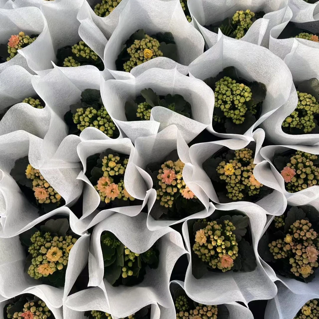 花苞状态120盆毛绒一代【三和福韵福袋】