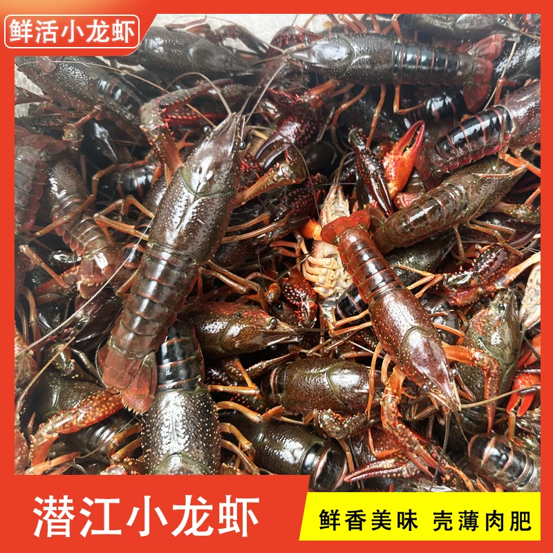 【大青6-8钱/一斤15-18只】潜江小龙虾清水鲜活小龙虾现货包邮 到手三斤 精品